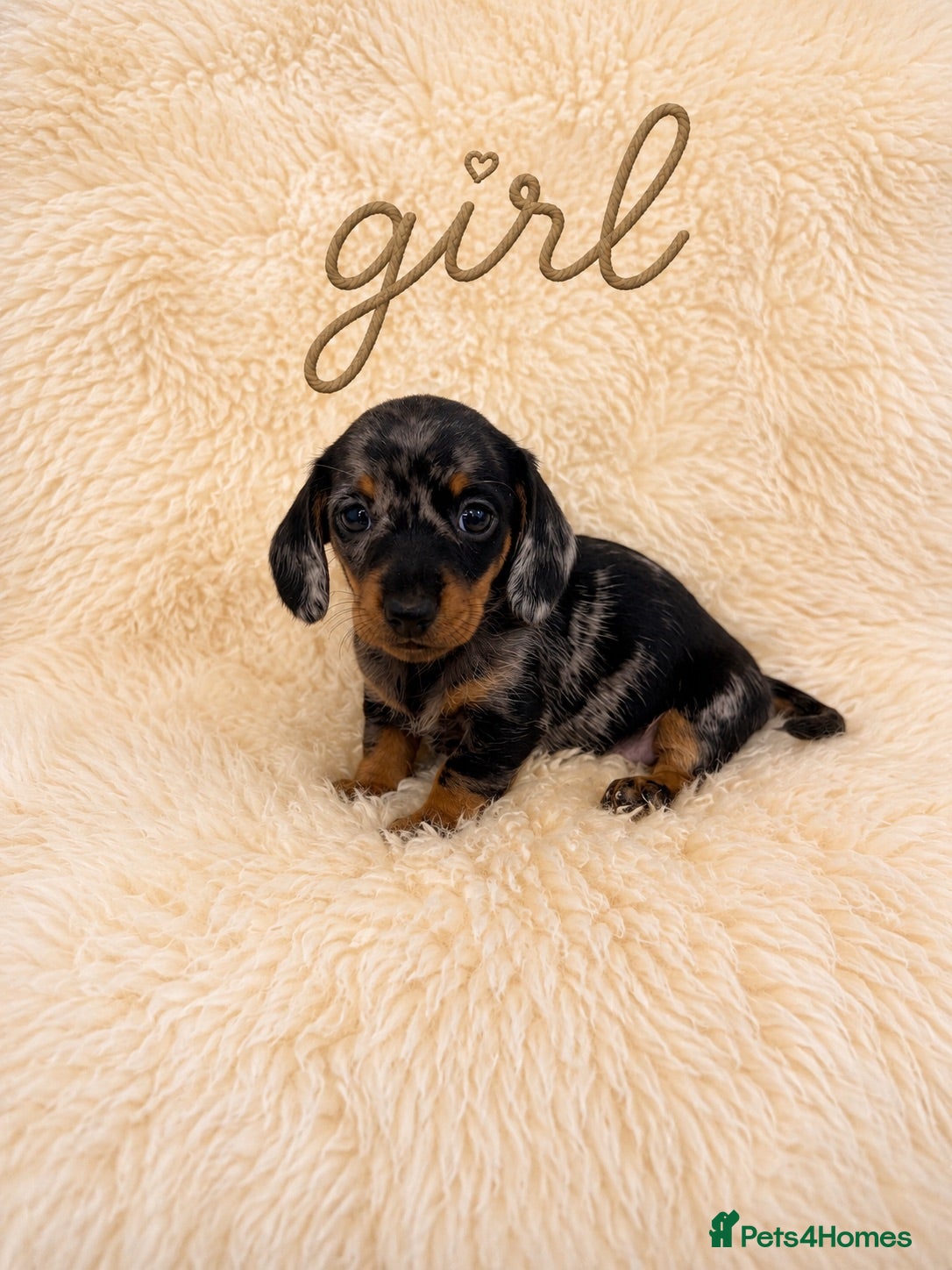 Miniature Dachshund dogs OUTSTANDING MINI SMOOTH DACHSHUND PUPPIES  - Advert 1