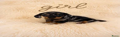 Miniature Dachshund 4