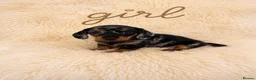 Miniature Dachshund dogs for sale: OUTSTANDING MINI SMOOTH DACHSHUND PUPPIES  - Advert 1