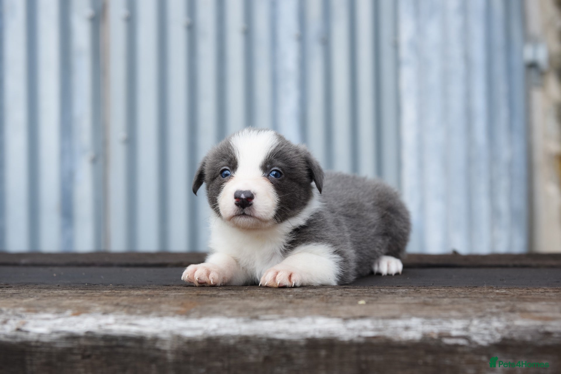 Border Collie dogs Stunning Blue & white / black & white pups - Advert 2