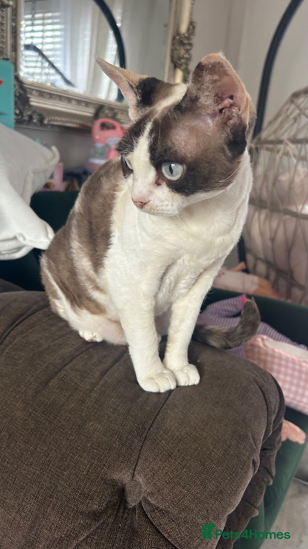 Devon Rex cats Beautiful Loving Girl Kittens Gorgeous & Cuddly 🌸 - Advert 9