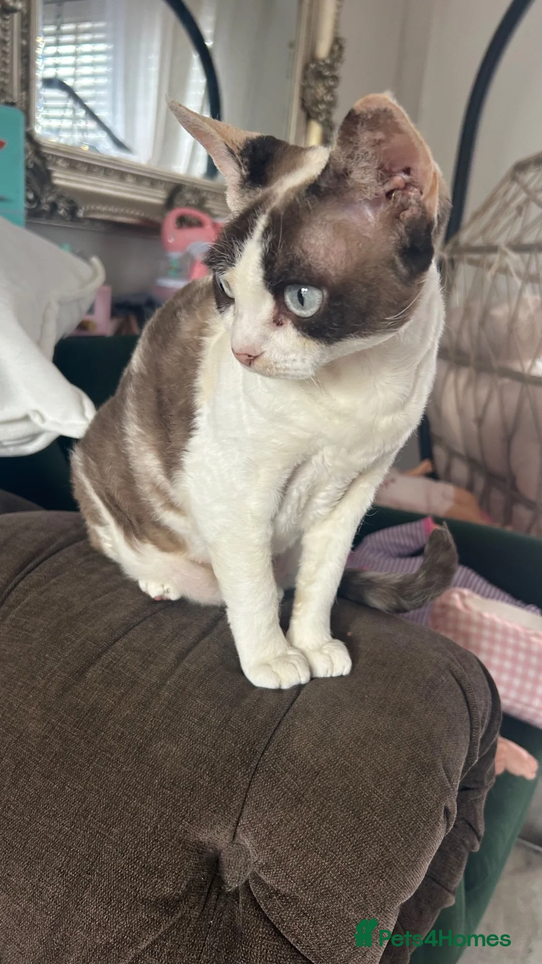 Devon Rex cats for sale: Beautiful Loving Girl Kittens Gorgeous & Cuddly 🌸 - Advert 1