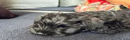 Miniature Schnauzer dogs for sale: 🎀 JUST TWO GIRLS LEFT READY NOW 🎀 - Advert 1