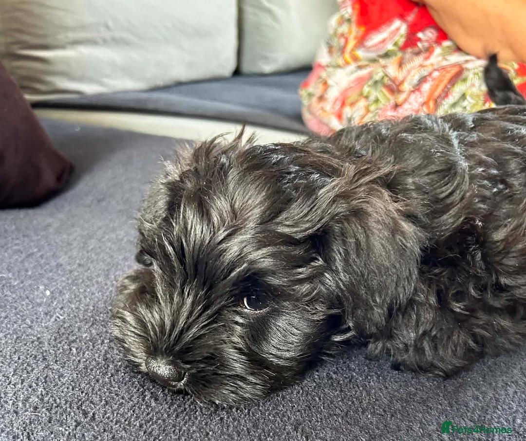 Miniature Schnauzer dogs for sale: 🎀 JUST TWO GIRLS LEFT READY NOW 🎀 - Advert 1