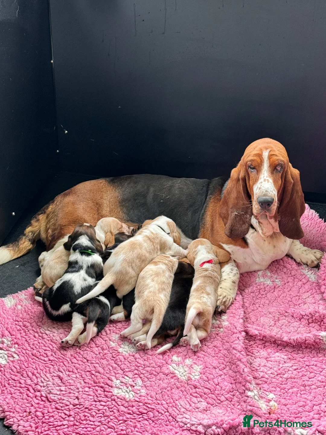 Basset Hound dogs for sale: Basset hound puppies  - Advert 1