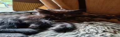 Black and Calico 3