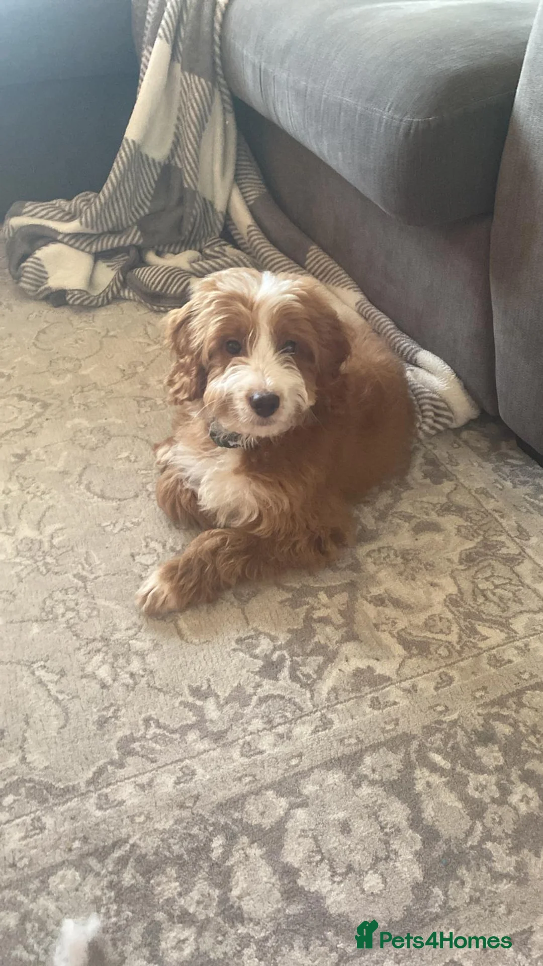 Mixed Breed dogs for sale: Mini Irish Doodle x Aussie Labradoodle Puppy in Ellesmere Port - Advert 1
