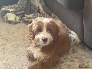 Mixed Breed dogs Mini Irish Doodle x Aussie Labradoodle Puppy - Advert 4