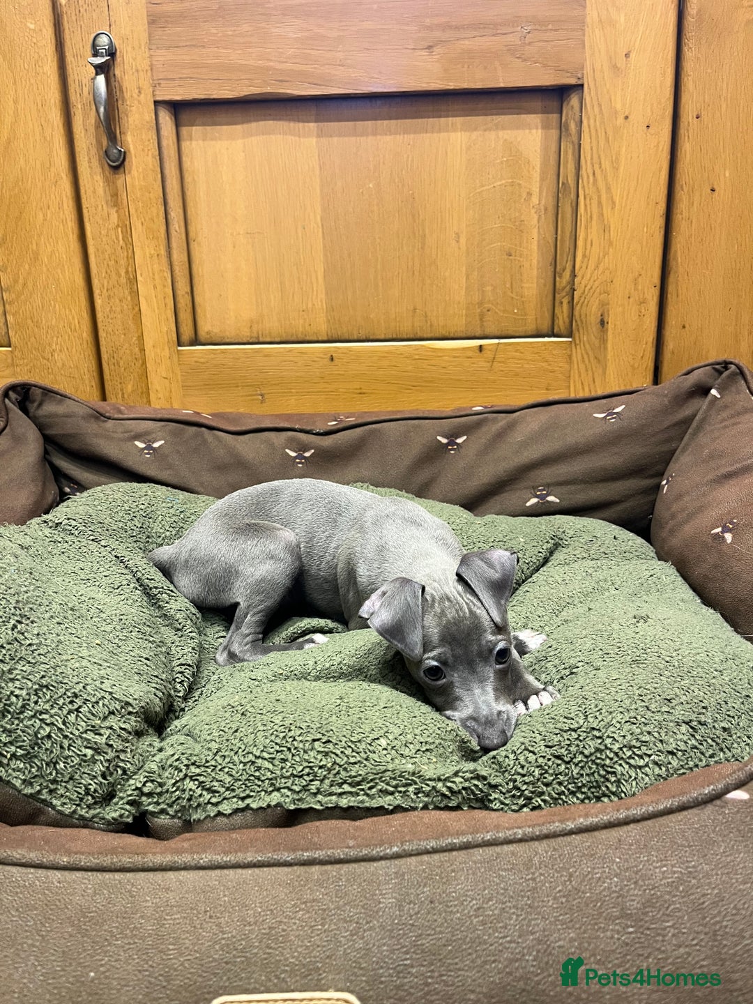 Italian Greyhound dogs for sale: Italian greyhound puppies  - Image 3