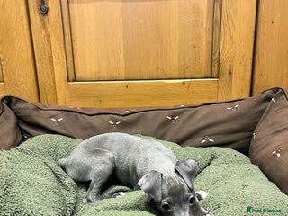 Italian Greyhound dogs Italian greyhound puppies - Advert 1