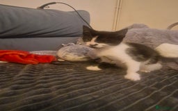 Mixed Breed cats for sale: 2 boys and girls for sale - Image 1