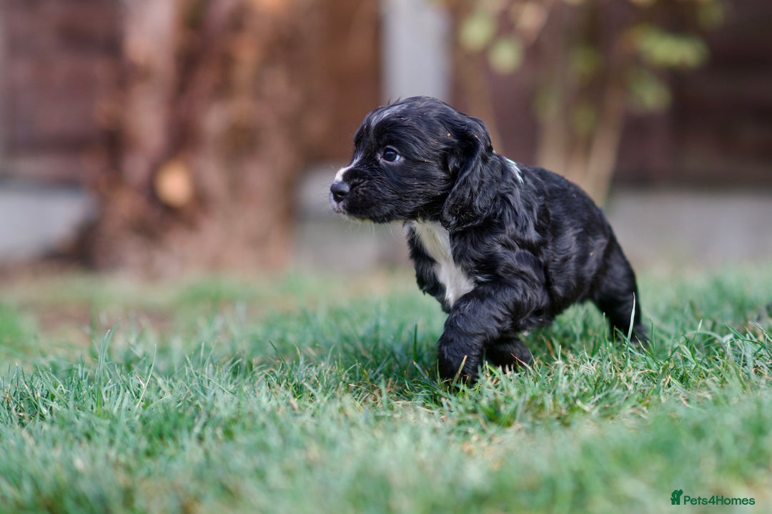 Cocker Spaniel dogs for sale: KC Reg – Fully Health Tested – Working Cocker Pups - Image 11