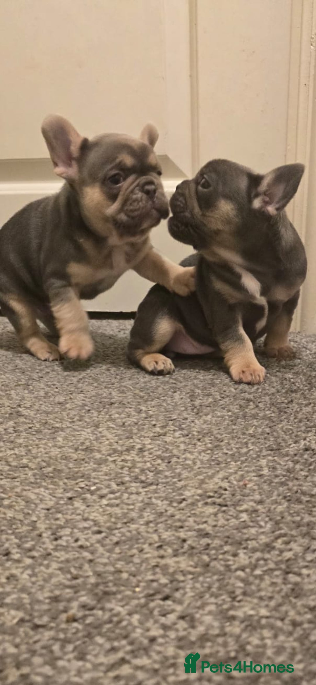 French Bulldog dogs 1 French Bulldogs puppies girl for sale  - Advert 5