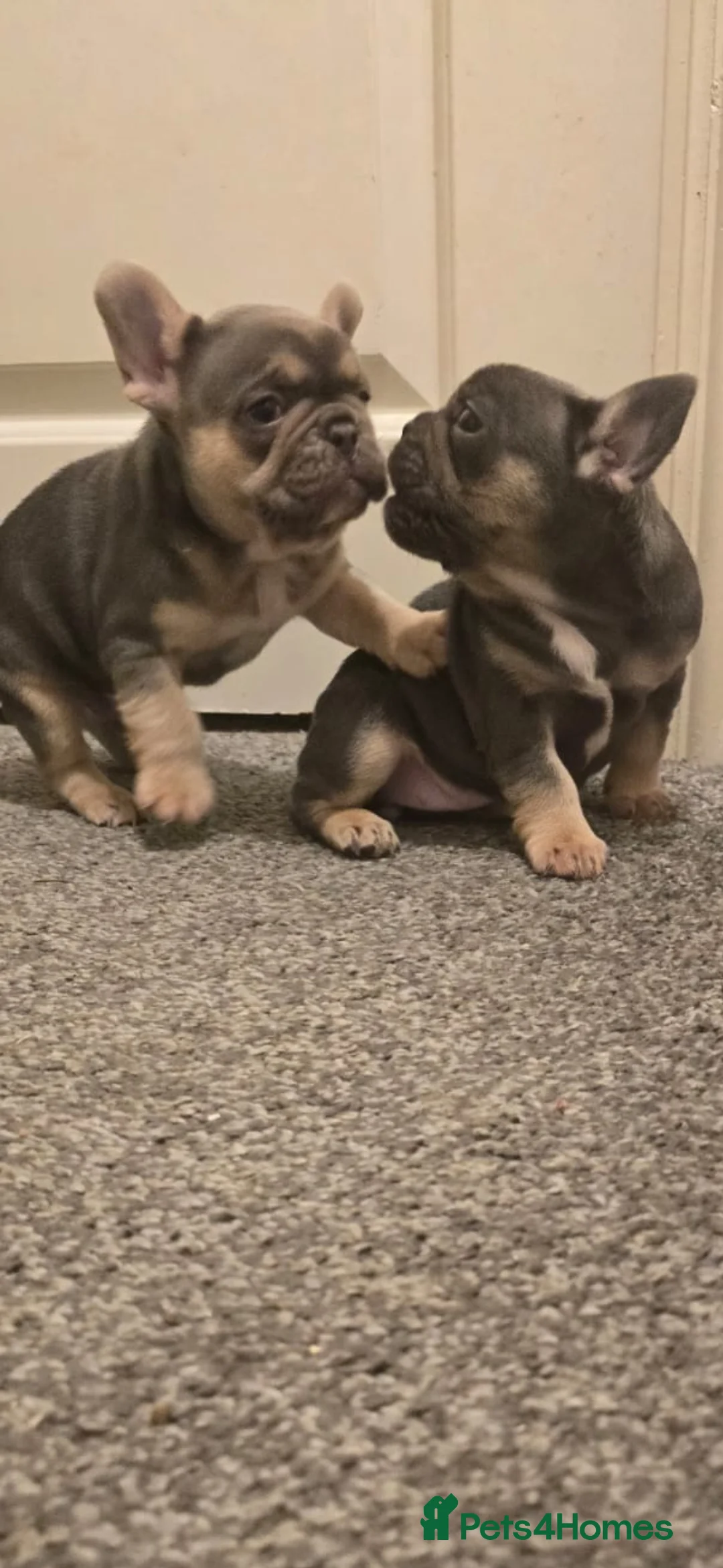 French Bulldog dogs for sale: 2 French Bulldogs puppies for sale  - Advert 2