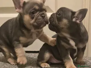 French Bulldog dogs 1 French Bulldogs puppies girl for sale - Advert 6