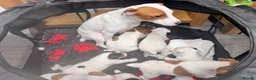 Jack Russell dogs for sale: Smooth coated tan and white jack russels  in Nottingham - Advert 2