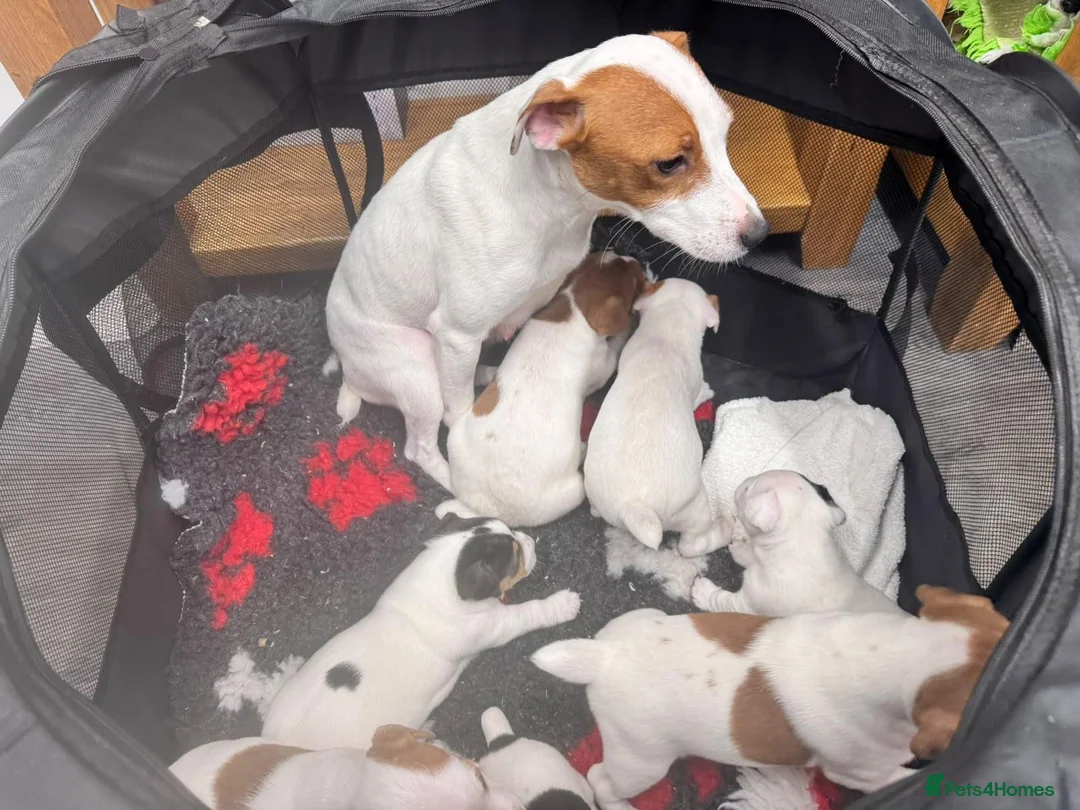 Jack Russell dogs for sale: Smooth coated tan and white jack russels  in Nottingham - Advert 2