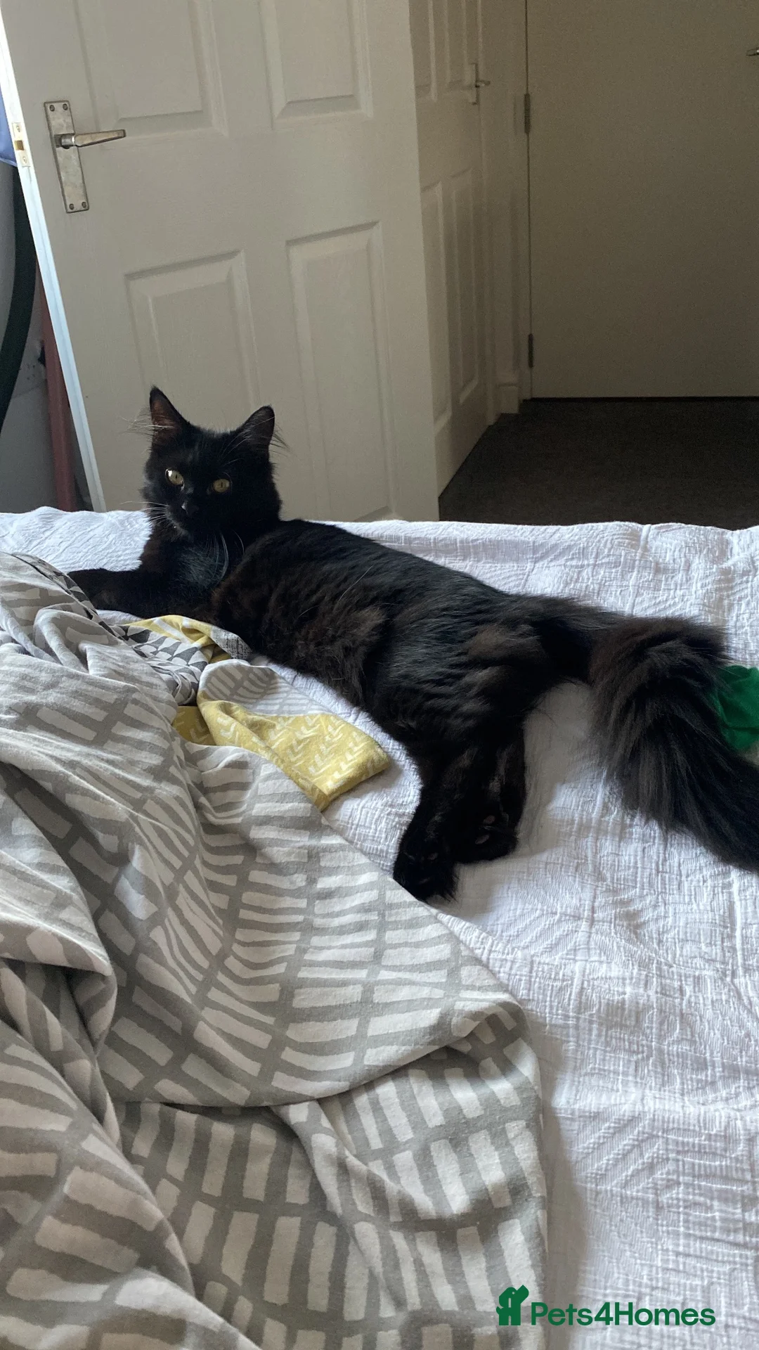 Maine Coon cats for sale: 5 month old female maine coon  - Advert 2