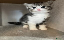 Mixed Breed cats for sale: Half British longhair kittens  - Image 9