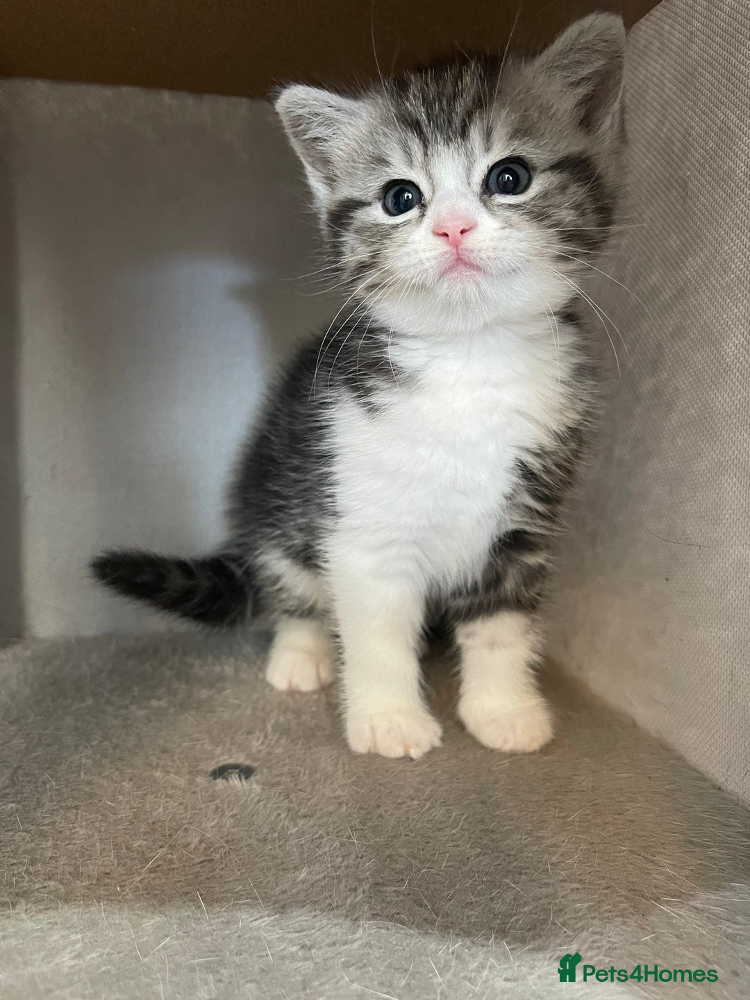 Mixed Breed cats for sale: Half British longhair kittens  - Image 9