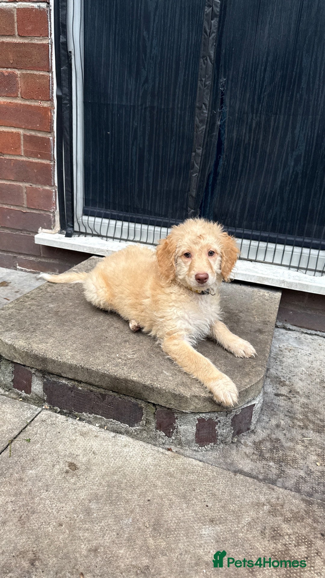 Mini Goldendoodle dogs LAST 1 GOLDENDOODLE GIRL - Advert 2
