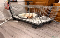 Cockapoo dogs for sale: Hypoallergenic boy cockapoo fully trained  - Image 9