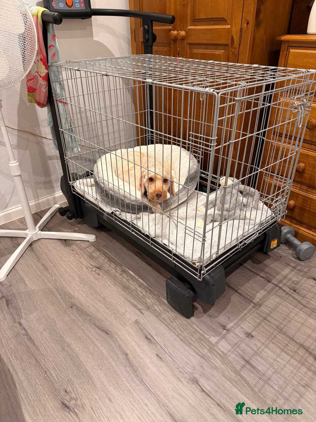 Cockapoo dogs for sale: Hypoallergenic boy cockapoo fully trained  - Image 9