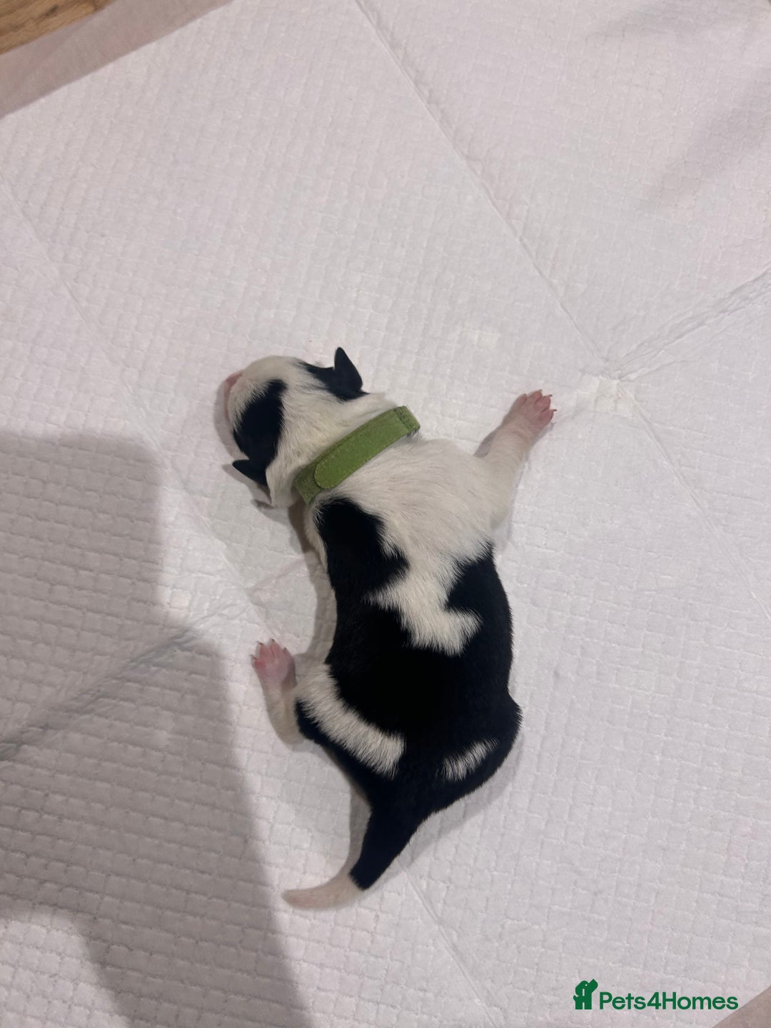 Border Collie dogs for sale: Working Border Collie puppies  - Advert 12