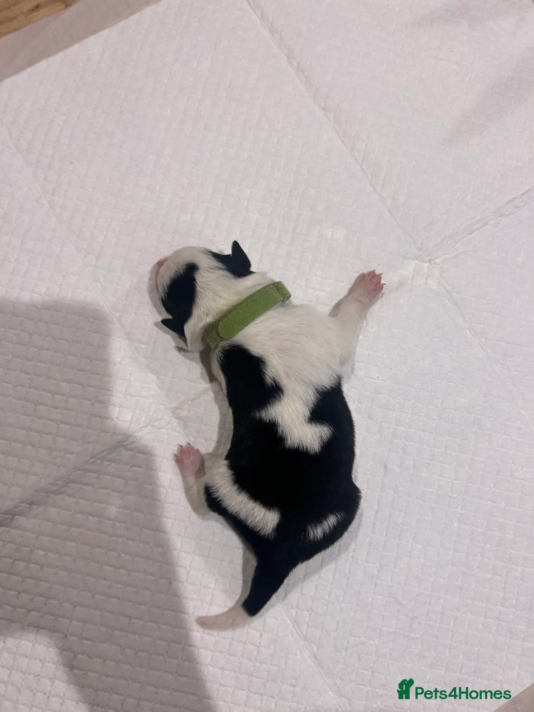 Border Collie dogs for sale: Working Border Collie puppies  - Advert 22