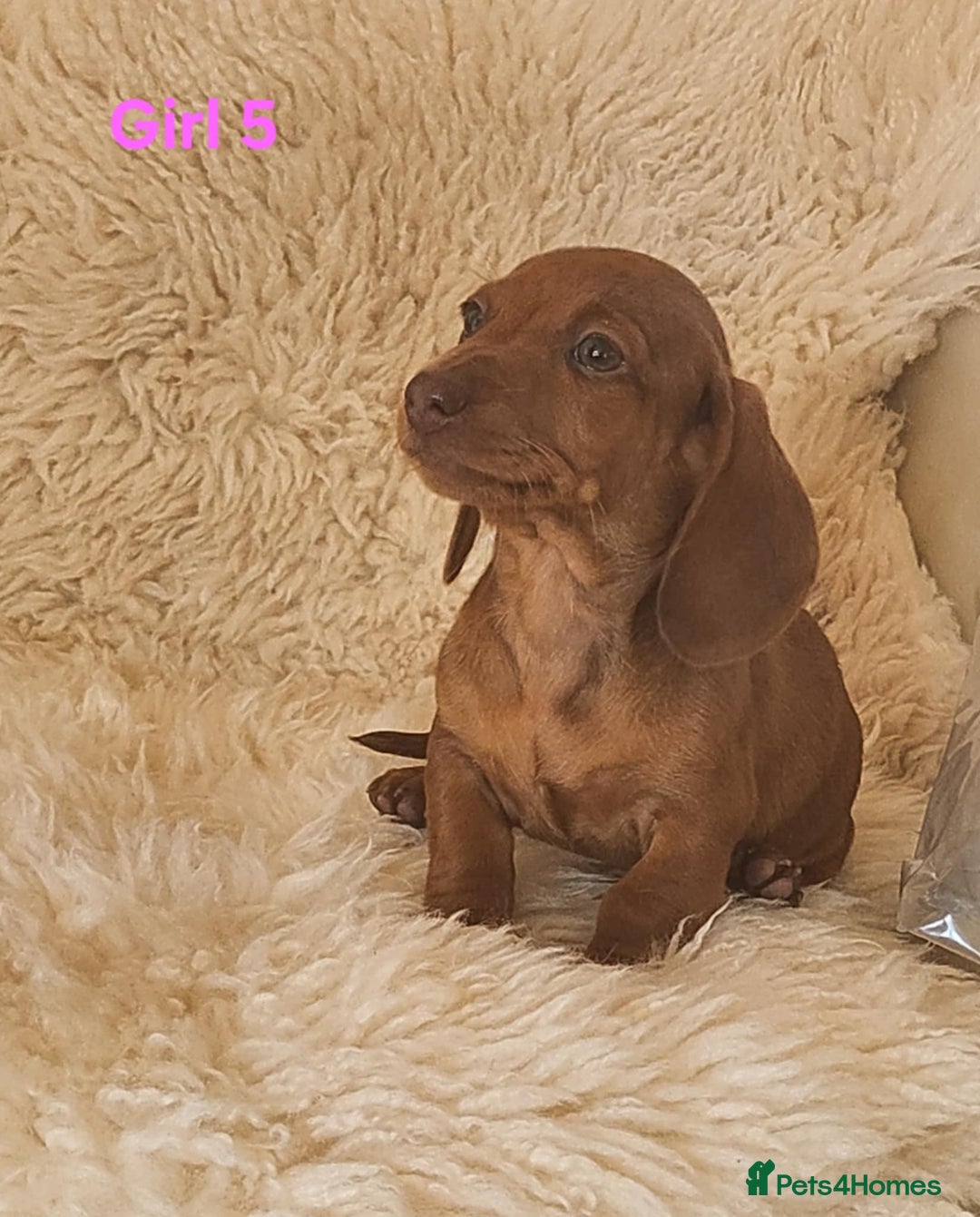 Miniature Dachshund dogs for sale: 6 adorable miniature dashund puppy’s  - Image 12