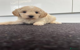 Cavapoochon dogs for sale: Beautiful Cavapoochon puppies for sale  - Image 17