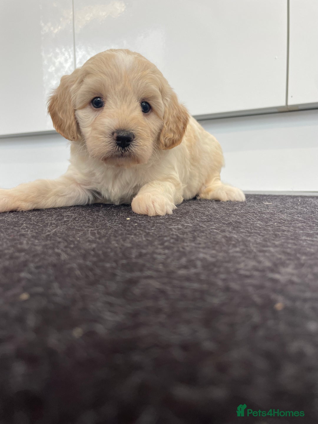 Cavapoochon dogs for sale: Beautiful Cavapoochon puppies for sale  - Image 17