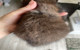Mixed Breed cats for sale: Bengal cross - Image 4