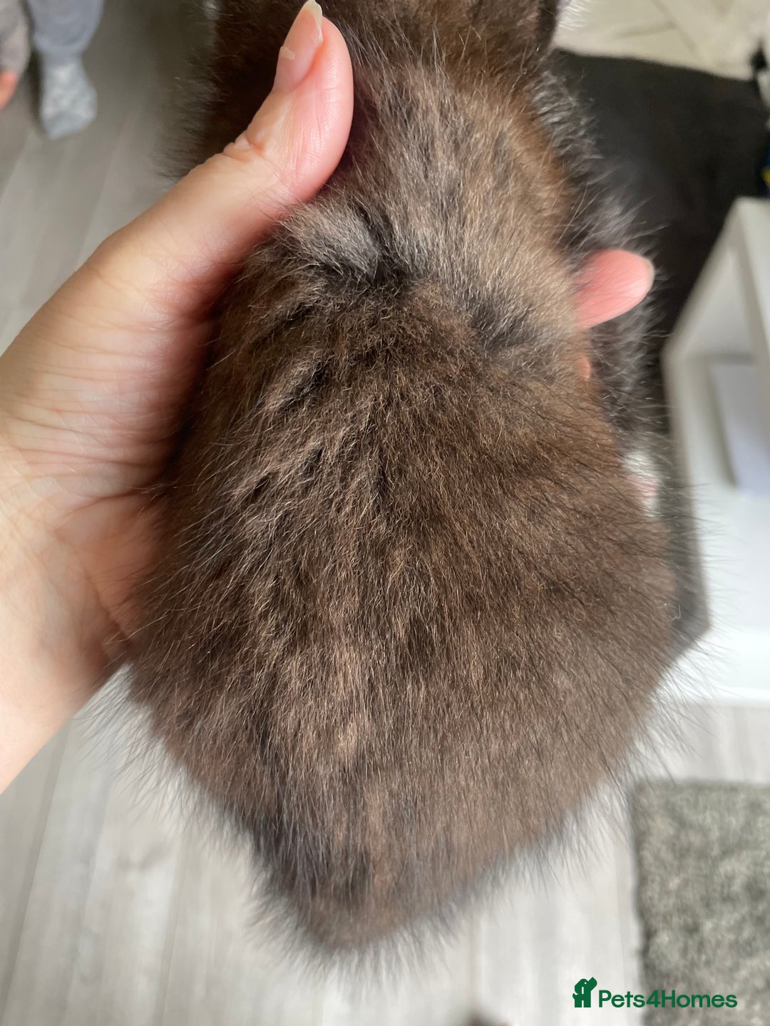 Mixed Breed cats for sale: Bengal cross - Image 4