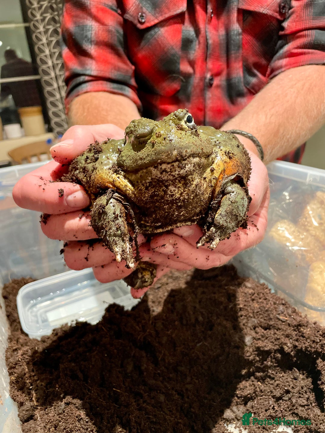 Frog reptiles for sale: Male African bullfrog - Advert 6