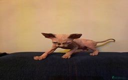 Sphynx cats for sale: Beautiful Pure Sphynx Kittens – Ready Now! - Image 8
