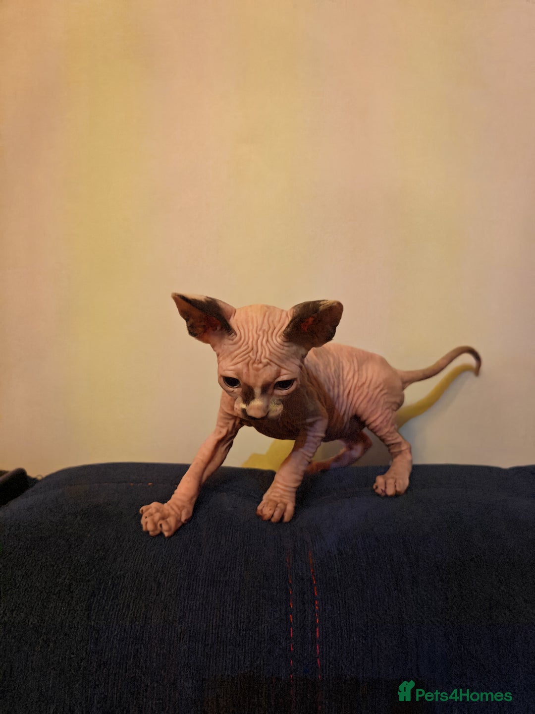 Sphynx cats for sale: Beautiful Pure Sphynx Kittens – Ready Now! - Image 8