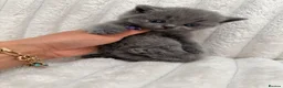 British Shorthair cats for sale: Ready soon - Chunky Blue British Shorthair Kittens - Advert 12