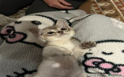 Asian cats for sale: GCCF reg Pedigree Kittens  - Image 2