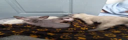 Mixed Breed cats for sale: Stunning sphynx x ragdoll kittens  - Advert 17