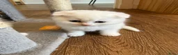 Scottish Fold cats for sale: Gorgeous Scottish Fold & Straight Kittens  in Ayr - Advert 35