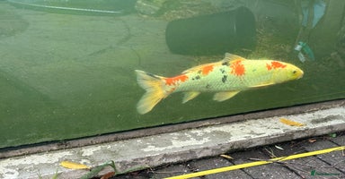 Koi Carp fish - Advert 4