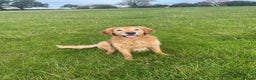 Golden Retriever dogs for sale: Beautiful Golden retriever puppies for sale  - Advert 7