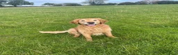 Golden Retriever dogs for sale: Beautiful Golden retriever puppies for sale  - Advert 12