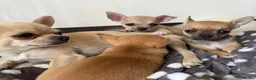 Chihuahua dogs for sale: Exceptionally Fine Smooth-Coat Chihuahua Puppies in Ilford - Advert 16