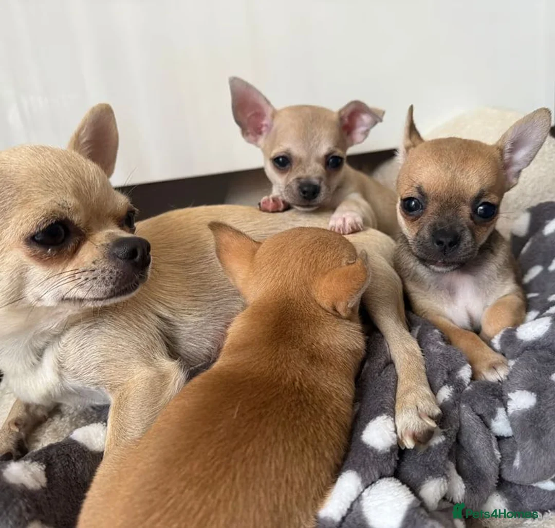 Chihuahua dogs for sale: Exceptionally Fine Smooth-Coat Chihuahua Puppies in Ilford - Advert 16