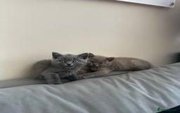 Scottish Fold cats for sale: Cute Scottish kittens READY to go  - Image 15