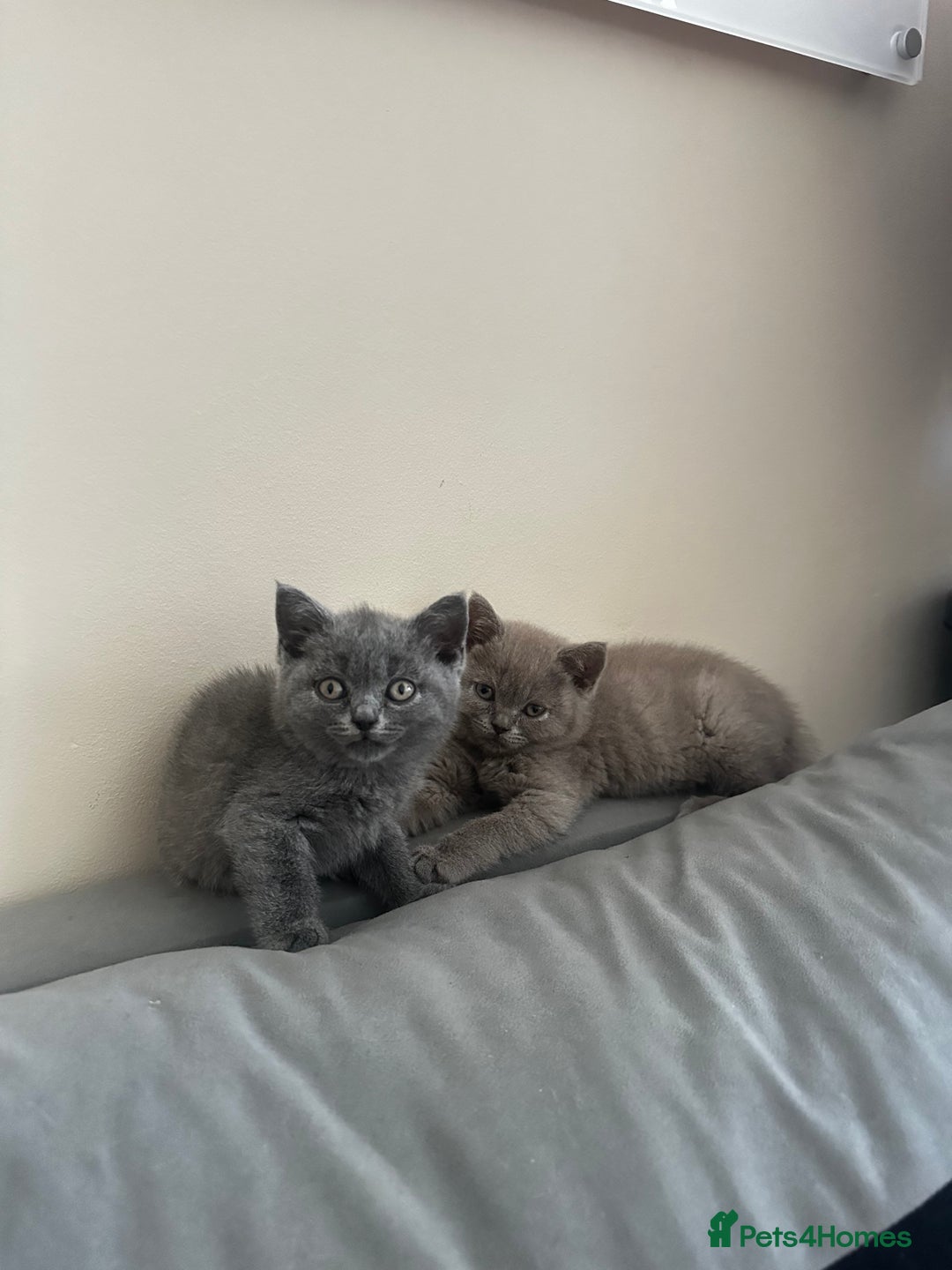 Scottish Fold cats for sale: Cute Scottish kittens READY to go  - Image 15