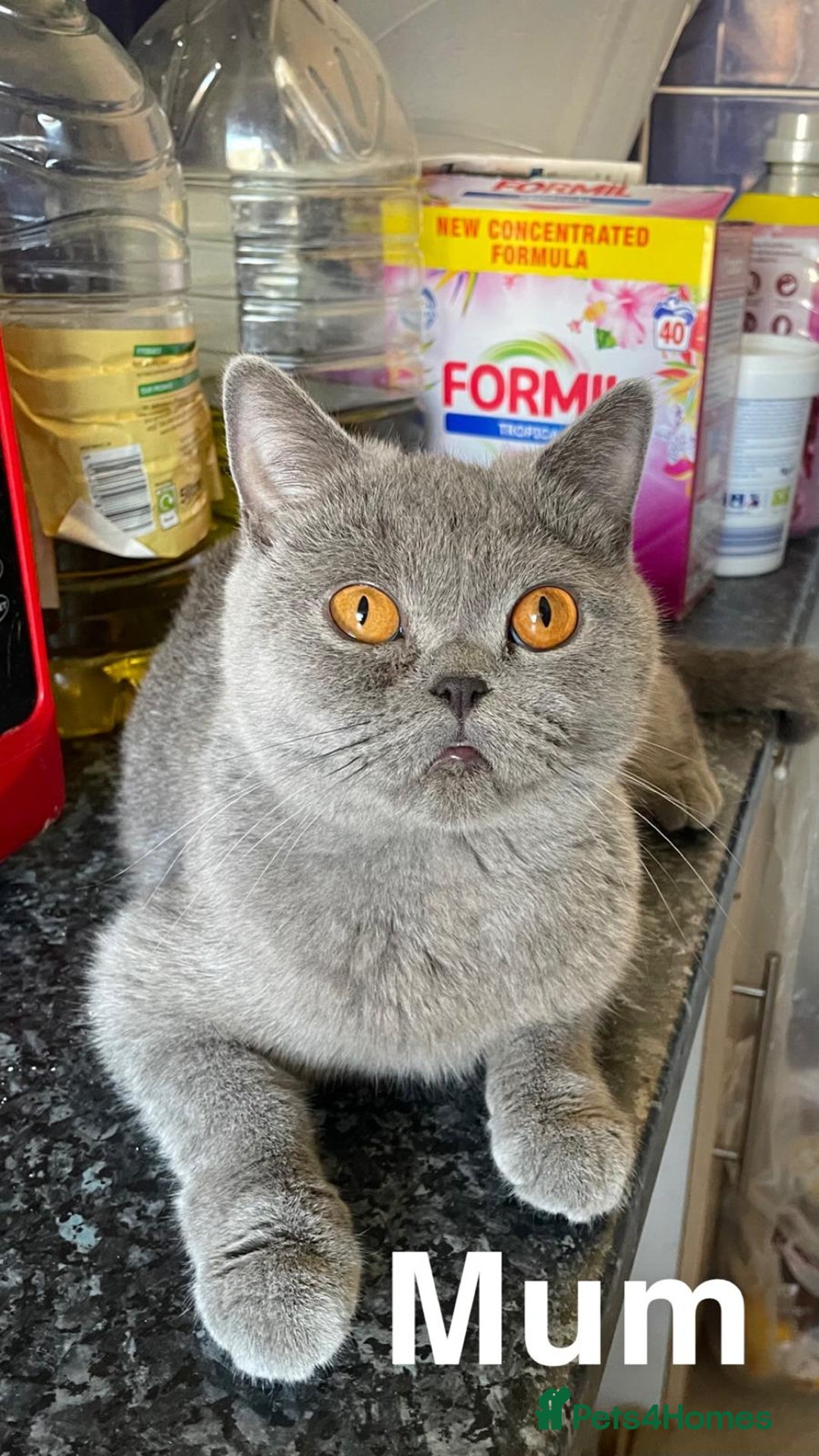 British Shorthair cats for sale: ONLY ONE FEMALE BRITISH SHORTHAIR LEFT - Advert 9