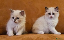 Ragdoll cats for sale: Ready now hcm clear ragdoll litter. X6 - Image 9